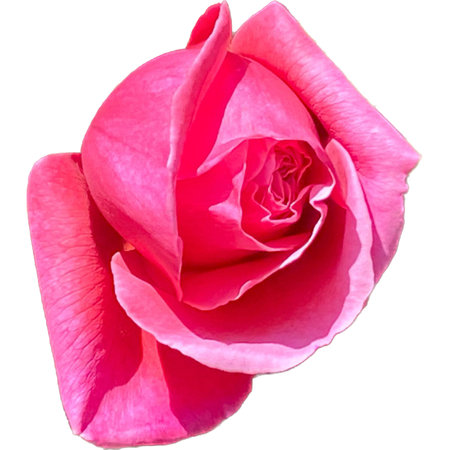 Pink rose isolated on white background. Close up of pink rose.の写真素材
