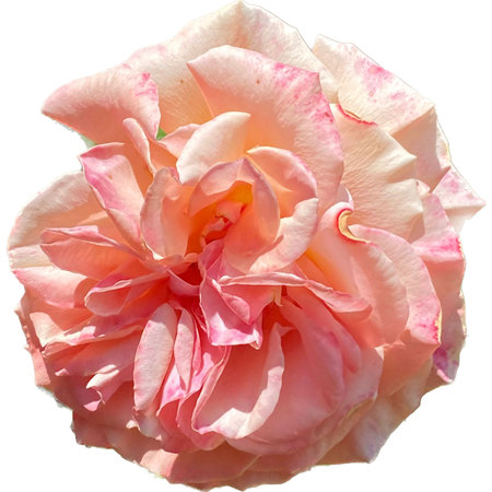 Beautiful pink rose isolated on white background. Close-up.の写真素材
