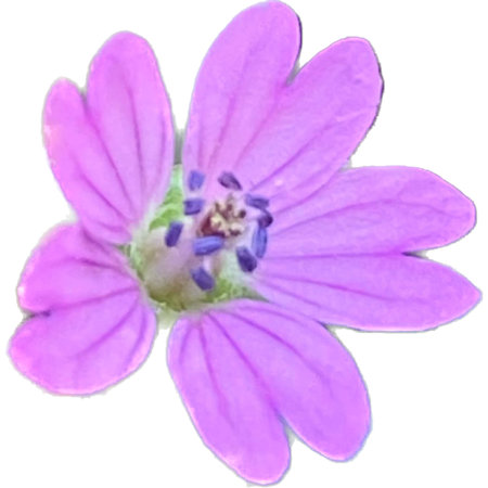purple flower on a white background, watercolor painting, close-upの写真素材