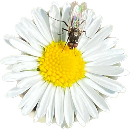 Fly on a daisy flower isolated on white background. Macro.の写真素材