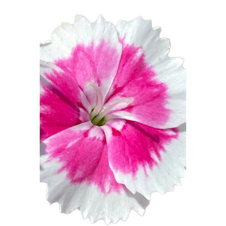 pink and white dianthus flower isolated on a white backgroundの写真素材