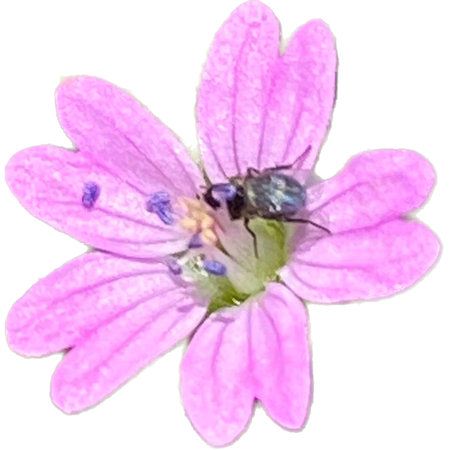 pink flower isolated on a white background. watercolor illustration.の写真素材