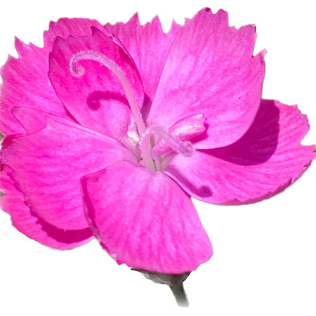 Pink carnation flower isolated on white background. Clipping path included.の写真素材