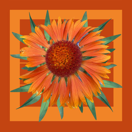 Beautiful sunflower on orange background. Floral design element.の写真素材