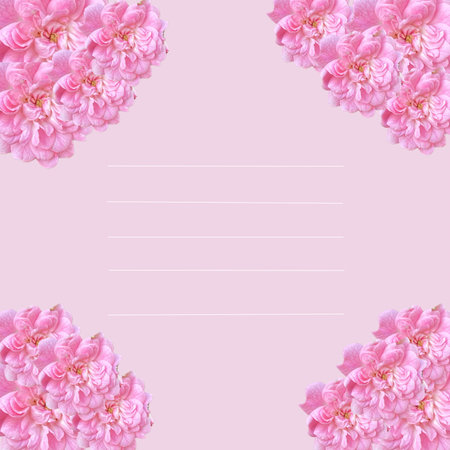 Beautiful pink rose flowers on pastel pink background with copy spaceの写真素材