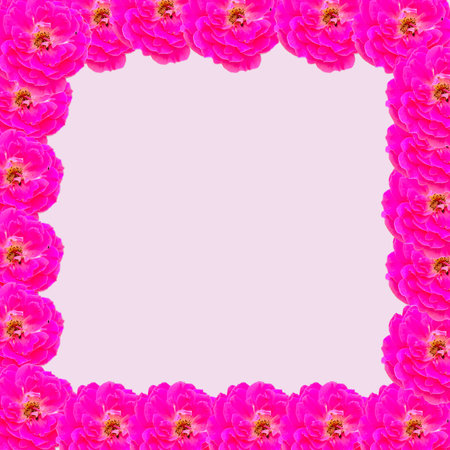 Frame made of pink roses on a white background. Place for your text.の写真素材