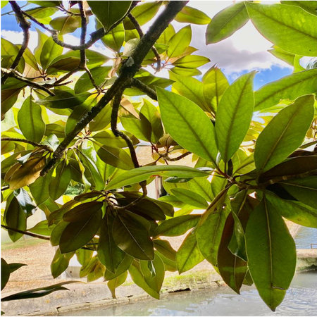 Green leaves of the magnolia tree on a background of blue skyの写真素材