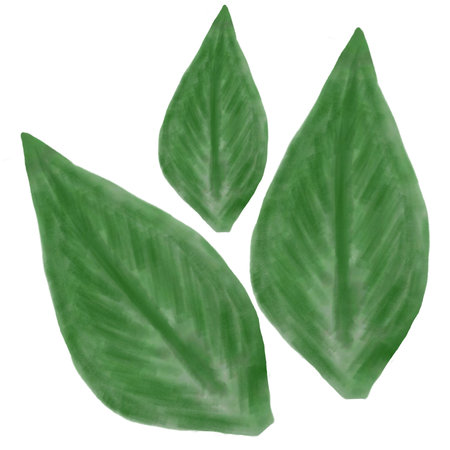 Green leaves isolated on white background. Top view. Flat lay.の写真素材