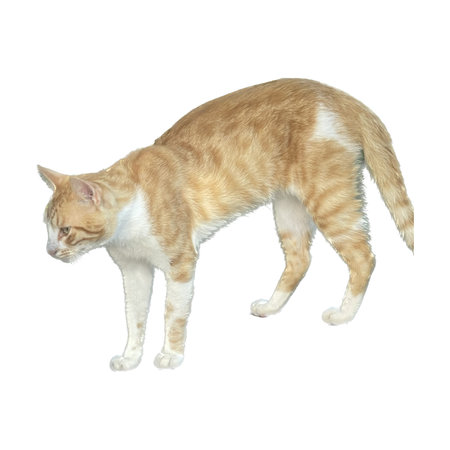 3D digital render of a domestic cat standing isolated on white backgroundの写真素材