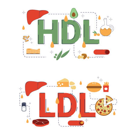 Illustration of LDL and HDL concept with icons.のイラスト素材