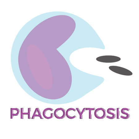 Illustration of phagocytosis of macrophage.