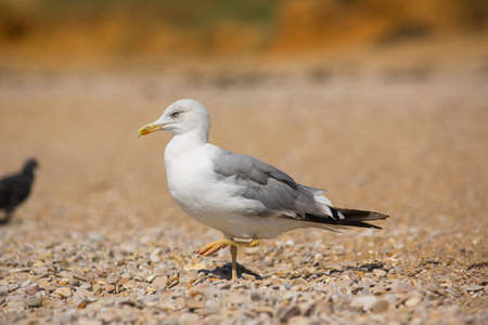 albatross on the sea backgroundの写真素材