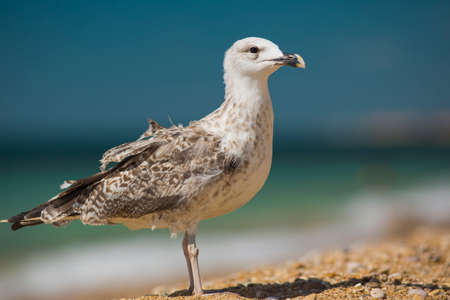 albatross on the sea backgroundの写真素材