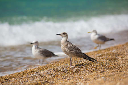 albatross on the sea backgroundの写真素材
