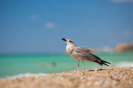 albatross on the sea backgroundの写真素材