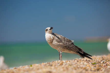 albatross on the sea backgroundの写真素材