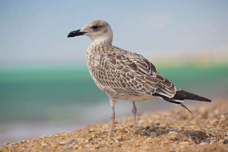 albatross on the sea backgroundの写真素材