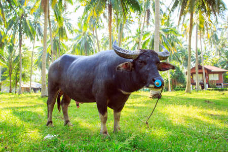 Water buffalo in Thailand Koh Samui island
