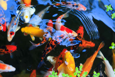 gold carp in aquariumの写真素材