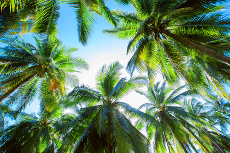 Coconut tree on sky backgroundの写真素材