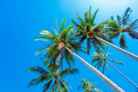 Coconut tree on sky backgroundの写真素材