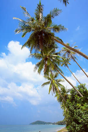 Untouched tropical landscape of Thailandの写真素材