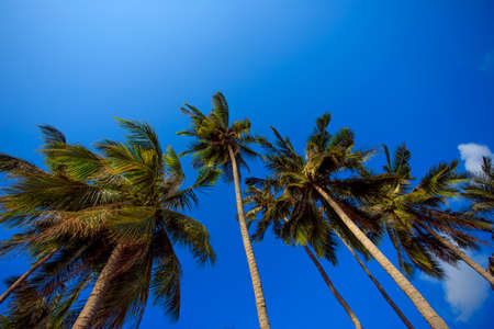 Palm tree with sunny day. Jungle of Thailand. Koh Samui island.の写真素材