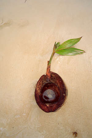 Young coconut ont the tropical beachの写真素材