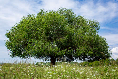 Green tree on tthe sky backgroundの写真素材