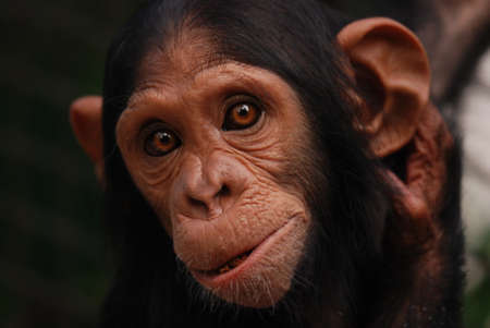 Close up portrait chimpanzee in zoo