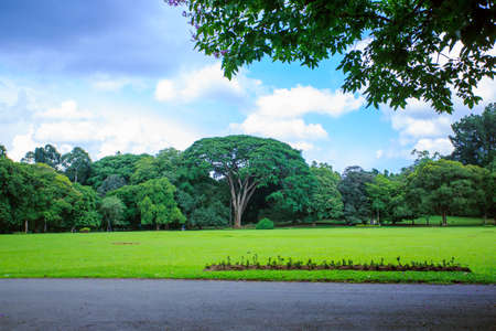 Royal botanical garden Kandy Sri Lankaの写真素材