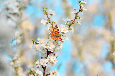Butterfly on a branch of sakura blossomsの写真素材