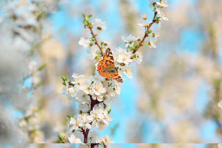 Butterfly on a branch of sakura blossomsの写真素材