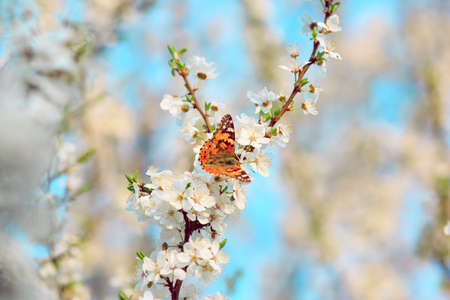 Butterfly on a branch of sakura blossomsの写真素材