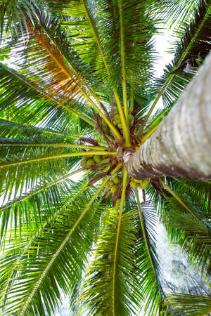 sun rays through the palm treeの写真素材