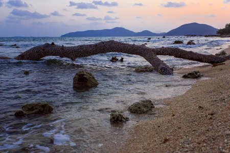 old tree on sunset background Thailand Samuiの写真素材