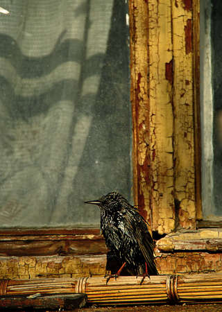 Angry birdの写真素材