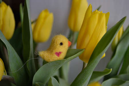 yellow tulip flower closeup canaryspring