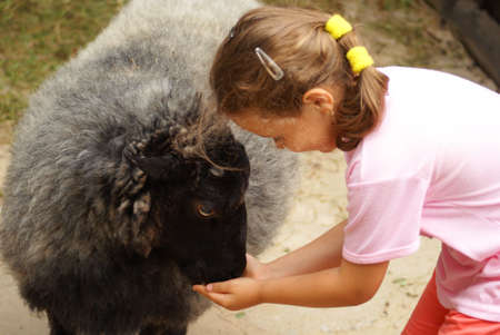 Fed sheep の写真素材