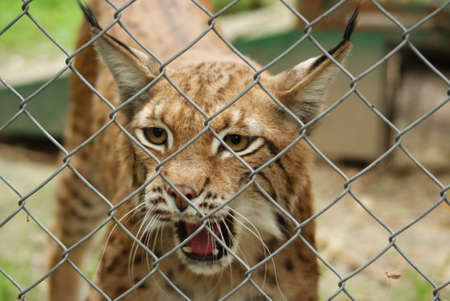 Discontent lynx の写真素材
