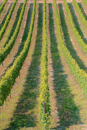 Vineyard in Tuscany under the Augustu sunの写真素材