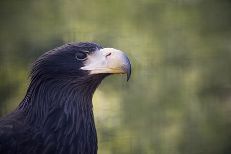 Steller's sea eagle portrait.