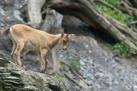 Funny young goatの写真素材