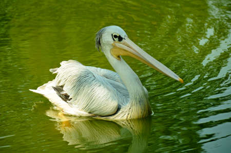 Pelican bird on green waterの写真素材