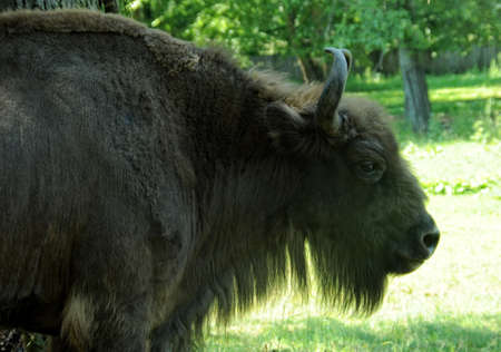 European bisons - zubr - in Polish region Bialowieza