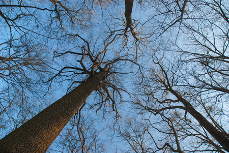 Leafless treetops and blue skyの写真素材
