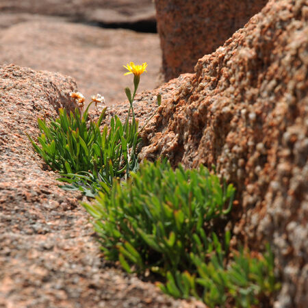 Little flower in red granite rocksの写真素材