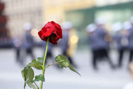 Red rose.のeditorial素材