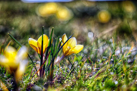 Yellow spring flower in the meadow.の写真素材