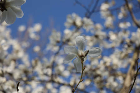 The spring white flower blooms in the non-blue sky.の写真素材